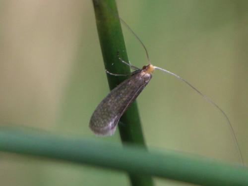 Nematopogon sp.